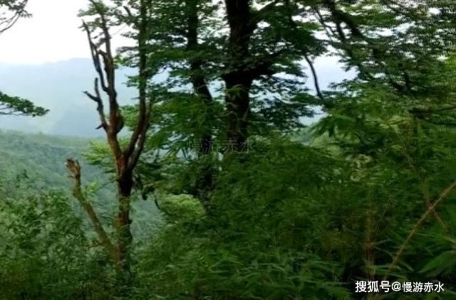 老鹰逃生